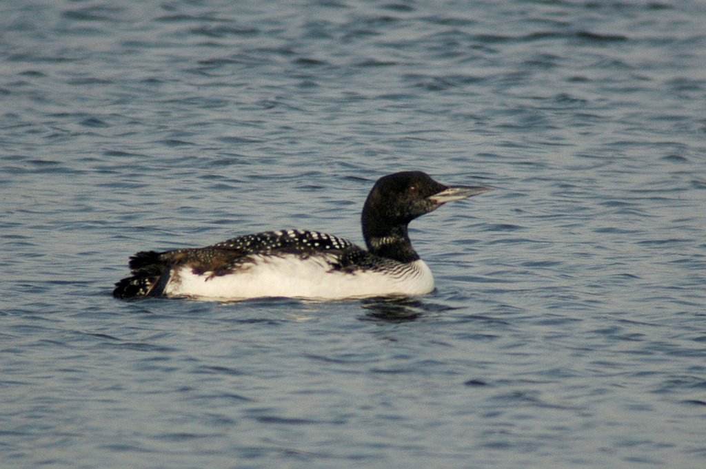 Loon, Common, 2005-05119739.JPG